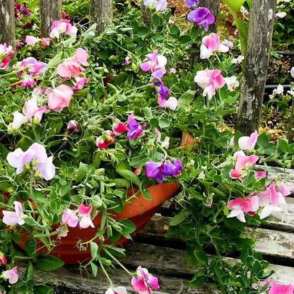 Sweet Pea Color Palette Cupid Windowbox