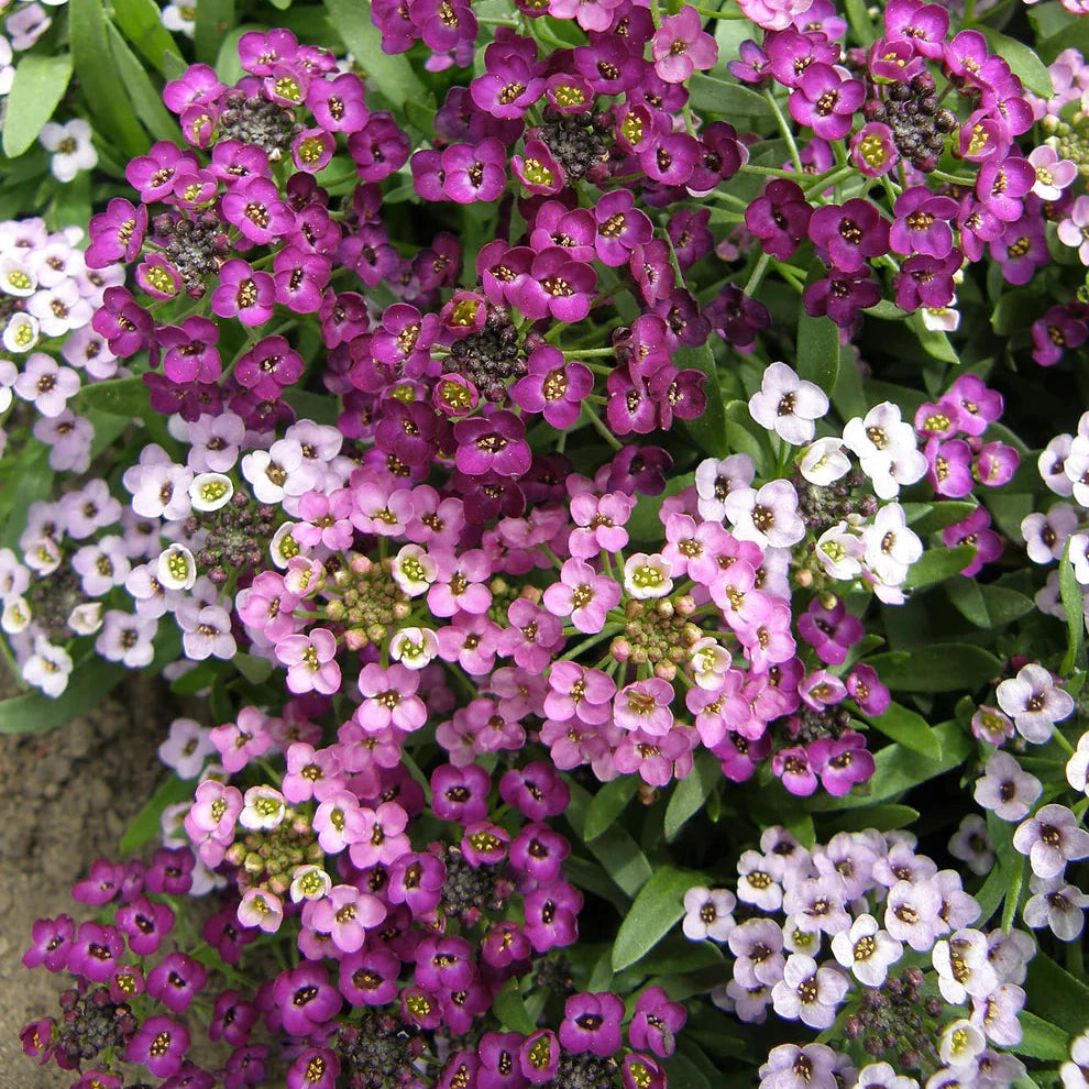 Alyssum Summer Romance Mix
