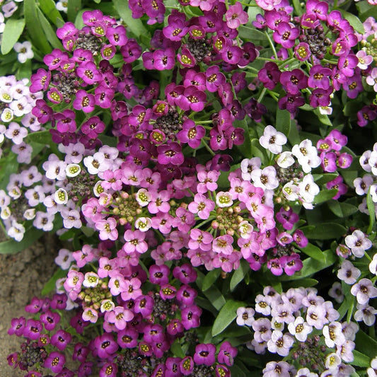 Alyssum Summer Romance Mix