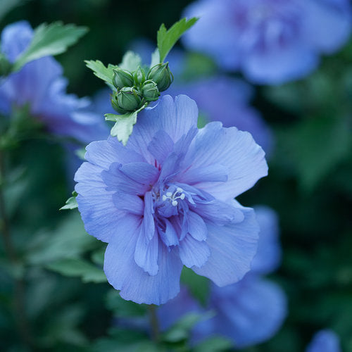 Hibiscus 'Blue Chiffon' Hibiscus syriacus