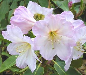 Rhododendron decorum Great White Rhododendron