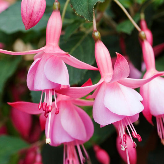 Fuchsia 'Beacon Rose'