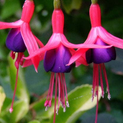 Fuchsia 'Mrs Popple'