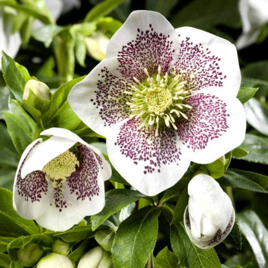 Hellebore orientalis 'Conny'