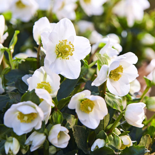 Hellebore 'Jacob'