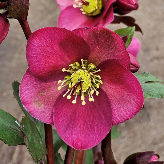 Hellebore 'Anna's Red'