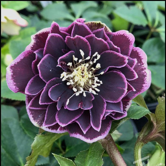 Hellebore 'North Star Plum'
