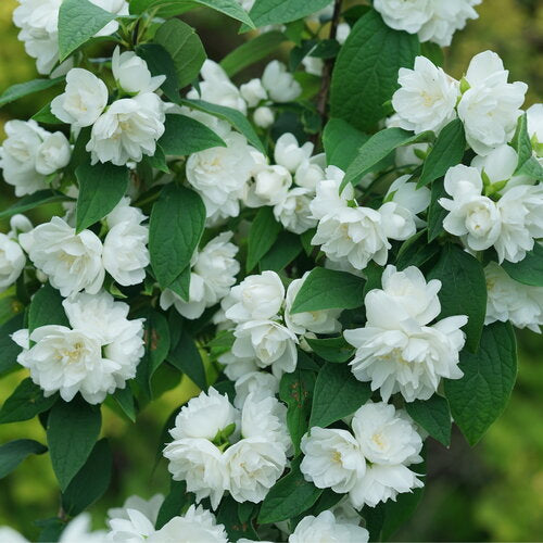 Mock orange 'Illuminati Spice' Philadelphus coronarius