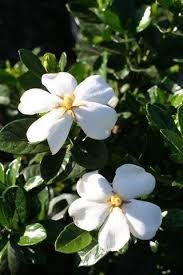 Gardenia jasminoides 'Kleim's hardy'