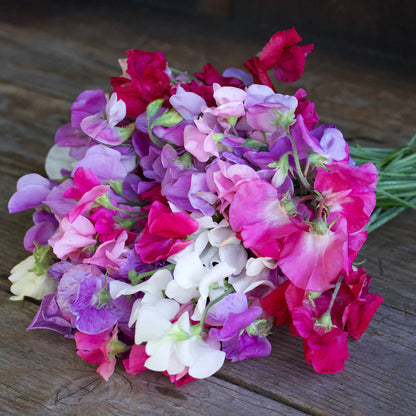 Sweet Pea Chiffon Elegance' seeds
