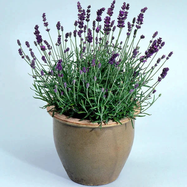 Lavender 'French Perfume'