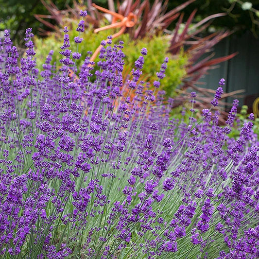 Lavender 'Hidcote' - seeds