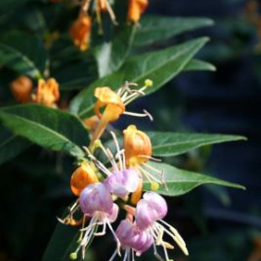 Honeysuckle 'Candy Swirl' Lonicera periclymenum
