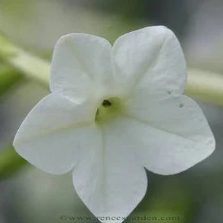Nicotiana 'Jasmine Alata'