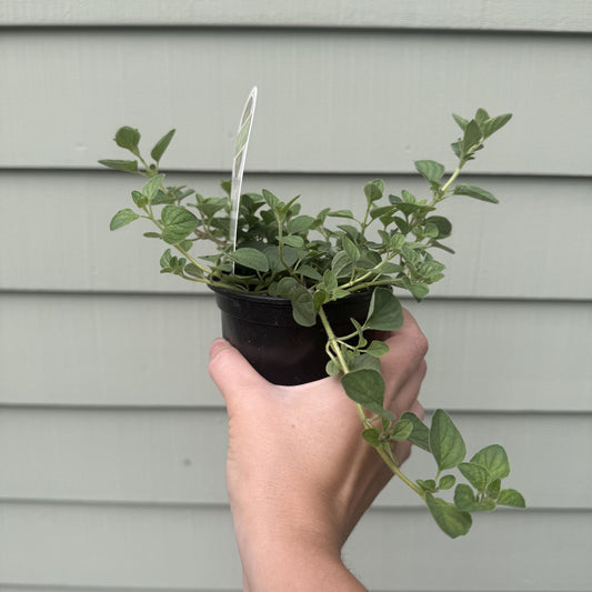 Oregano 'Greek'