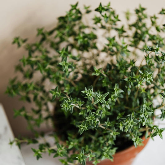 Thyme 'English' Thymus vulgaris