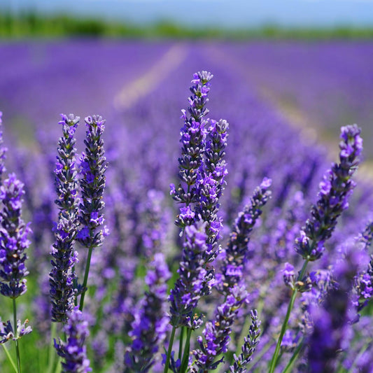 English lavender 'Hidcote' Lavendula angustifolia