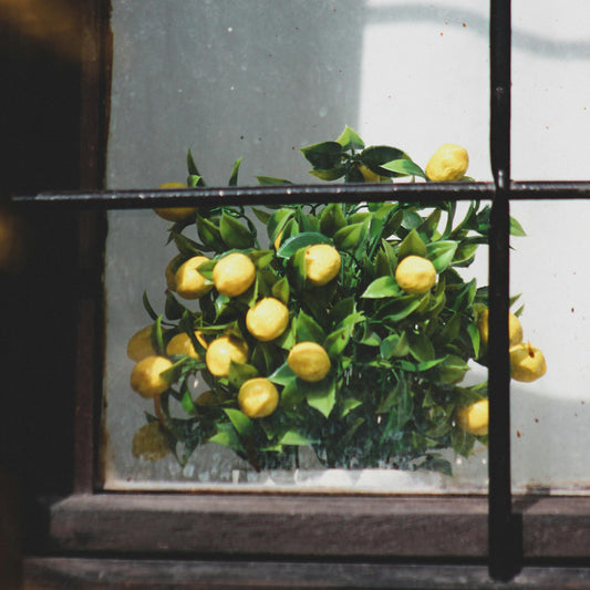 Citrus limon 'Meyer Improved' Citrus × meyeri
