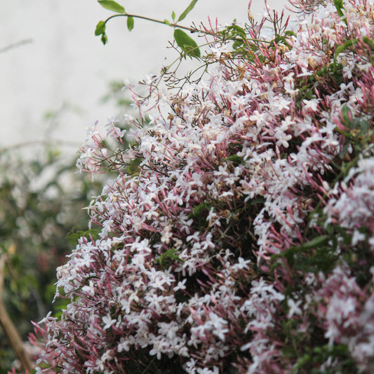 Pink Jasmine Jasminum x stephanense