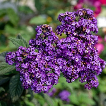 Heliotrope 'Marine' Seeds