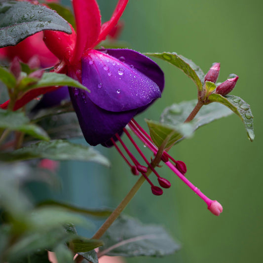 Fuchsia 'Mrs Popple'