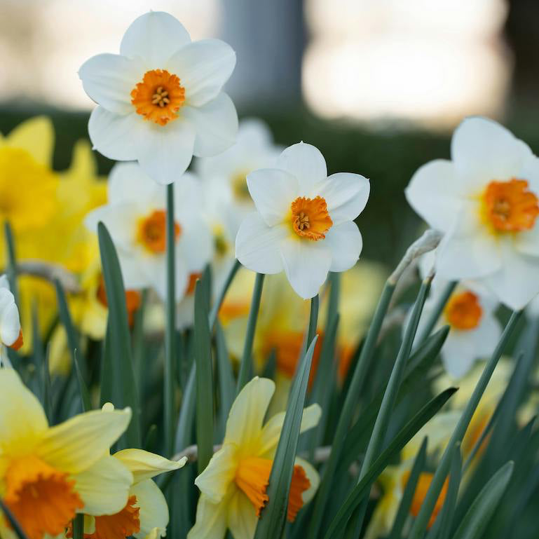 Fragrant Daffodil Mix