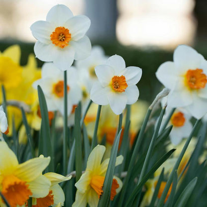 Fragrant Daffodil Mix