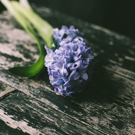 Hyacinth 'Aqua' - jumbo bulbs