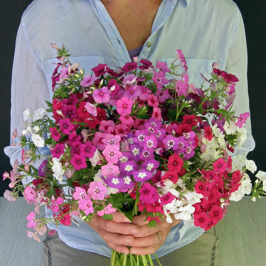 Phlox Dutch Tapestry mix seeds
