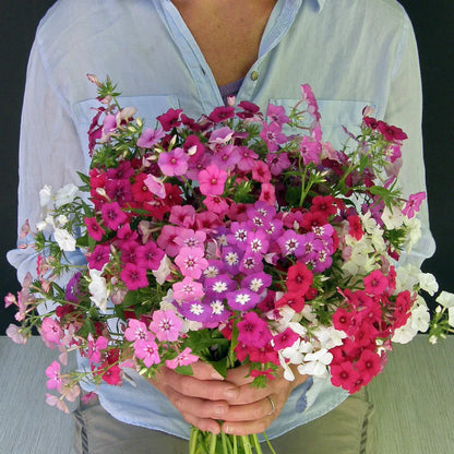 Phlox Dutch Tapestry mix seeds