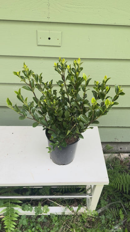 Gardenia jasminoides 'Kleim's hardy'
