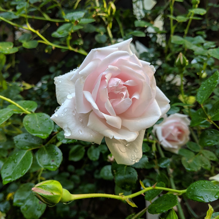 Rose 'New Dawn' - Climbing Rose