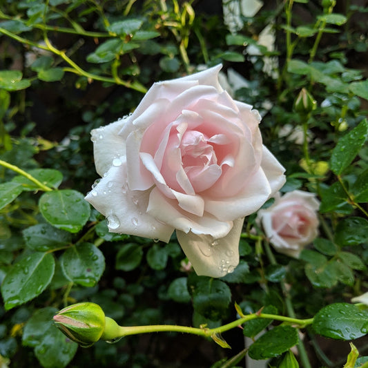 Rose 'New Dawn' - Climbing Rose