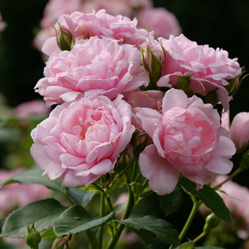 Rose 'Reminiscent Pink'