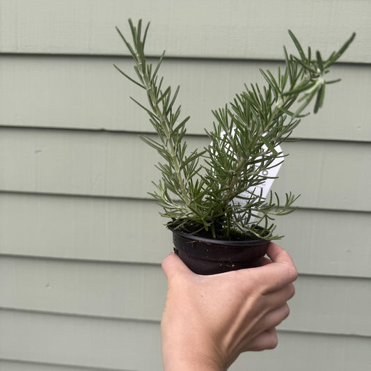 Rosemary 'Prostratus'