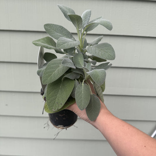 Sage 'Berggarten'
