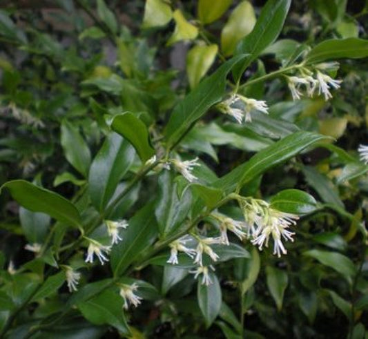 Sweet box Sarcococca ruscifolia