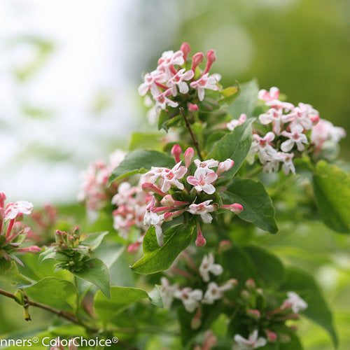 Abelia 'Sweet Emotion' Abelia mosanensis