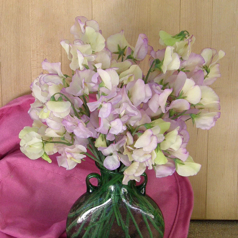Sweet Pea 'April in Paris'