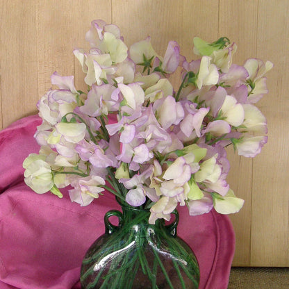 Sweet Pea 'April in Paris'