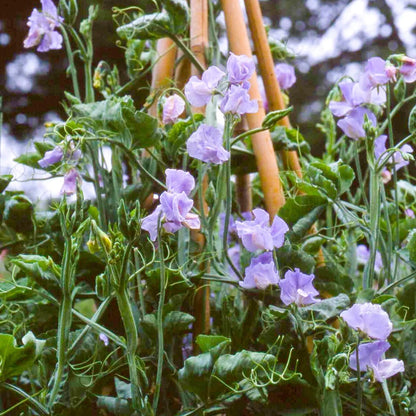 Sweet Pea 'Blue Celeste'