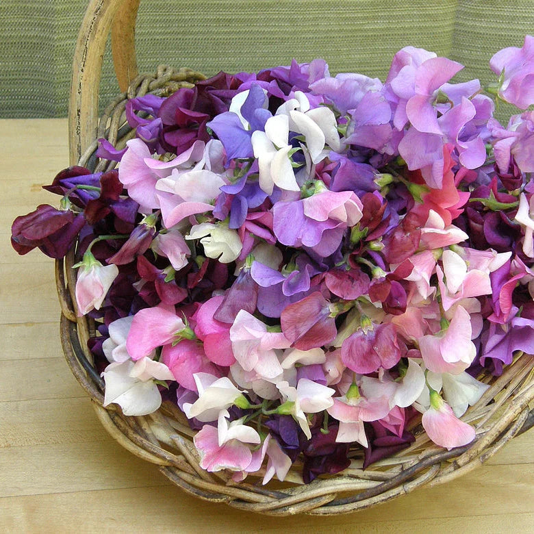 Sweet Pea 'Perfume Delight'