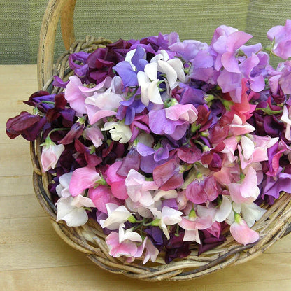 Sweet Pea 'Perfume Delight'