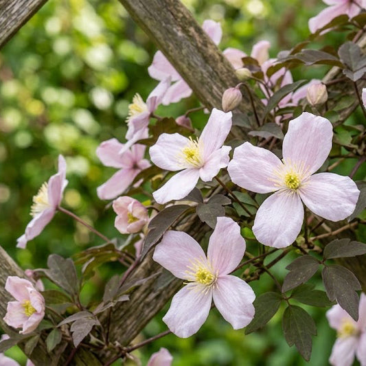 Pink anemone Clematis - Clematis montana 'Elizabeth'